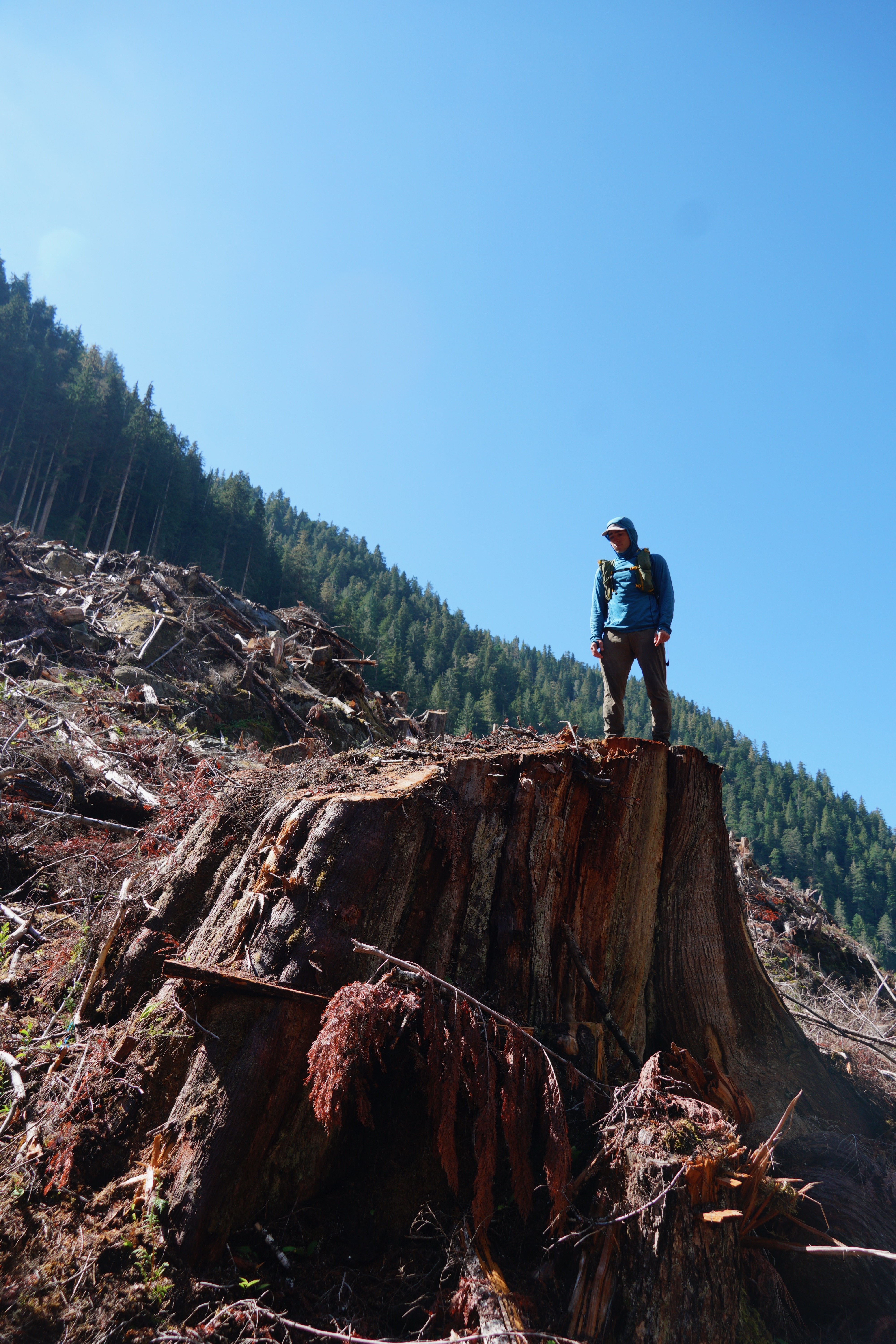 Old-growth stump in Black Creek, 2026